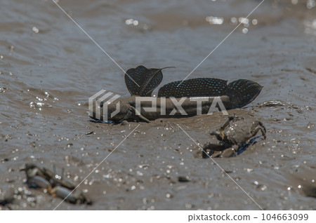 有明海沿岸風光 有明海沿岸風光 104663099