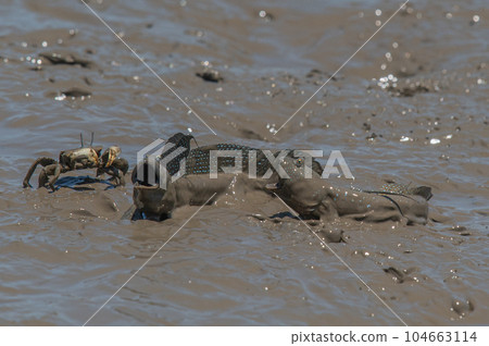 有明海沿岸風光 104663114