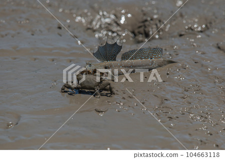 Ariake Sea tideland scenery 104663118