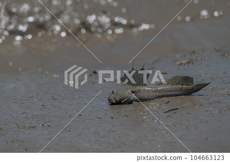 Ariake Sea tideland scenery Ariake Sea tideland scenery 104663123