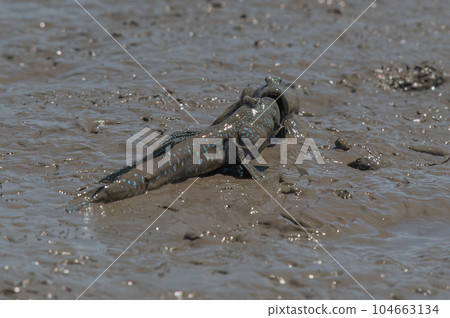 有明海沿岸風光 有明海沿岸風光 104663134
