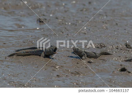 Ariake Sea tideland scenery 104663137