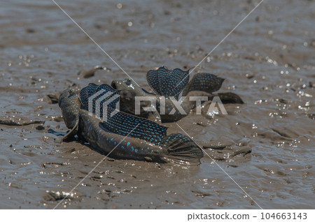 Ariake Sea tideland scenery 104663143