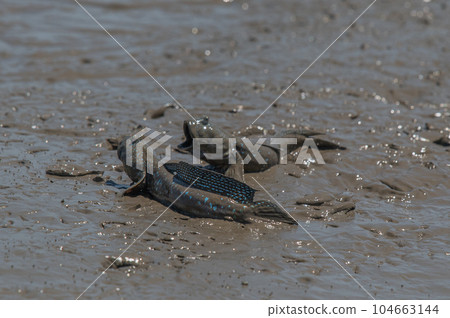 Ariake Sea tideland scenery 104663144