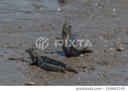 Ariake Sea tideland scenery Ariake Sea tideland scenery 104663145