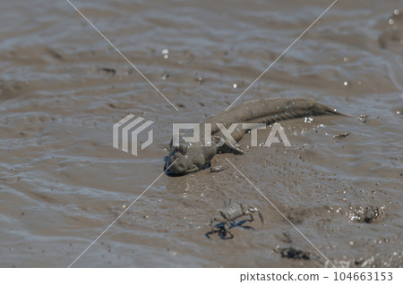 Ariake Sea tideland scenery 104663153