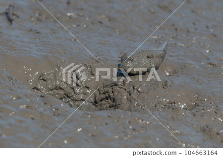Ariake Sea tideland scenery Ariake Sea tideland scenery 104663164
