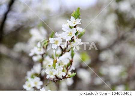 Piracaansus flowers Piracaansus flowers 104663402