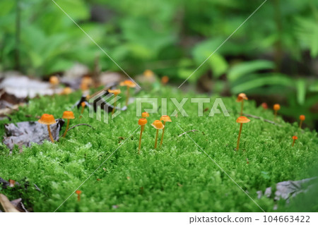 綠色苔蘚中生長著許多棕色蘑菇的風景 104663422
