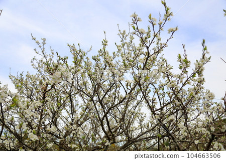 Piracaansus花 Piracaansus花 104663506