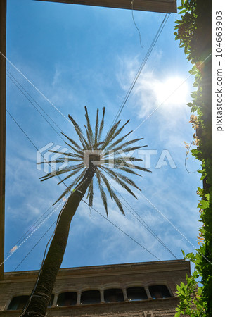 palm tree, sky and Barcelona cathedral Spain, Barcelona - June 1, 2023 104663903