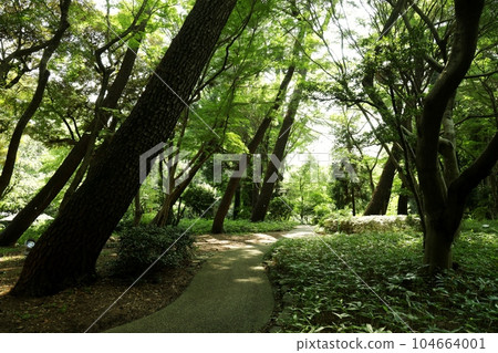 陽光透過樹林灑滿花園博物館的小路 陽光透過樹林灑滿花園博物館的小路 104664001