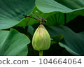 蓮花花蕾和 Oniyanma 104664064