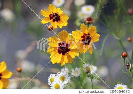 Coreopsis flower with cute yellow petals and brown center (using a macro lens, outdoor natural light, close-up photo) 104664075