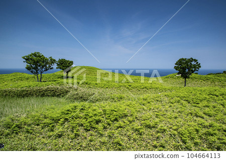 初夏的草原和藍天 104664113