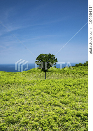 初夏的草原和藍天 初夏的草原和藍天 104664114