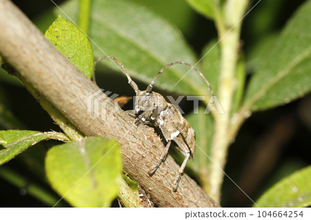 Ceratomycidae 亞科的一種，可能是熱帶甲蟲 104664254