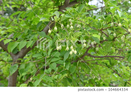 Styrax japonicum 104664334