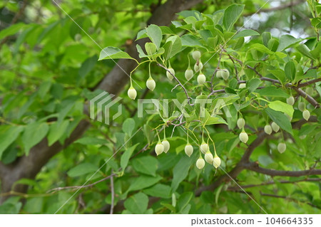 Styrax japonicum 104664335