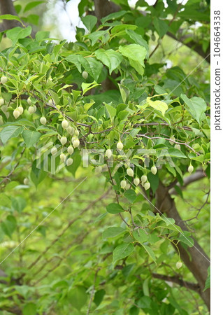 Styrax japonicum 104664338