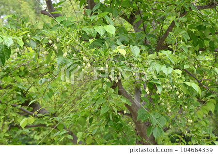 Styrax japonicum Styrax japonicum 104664339