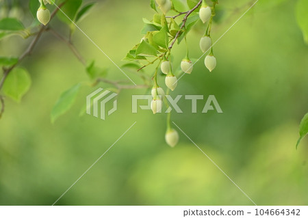 Styrax japonicum 104664342