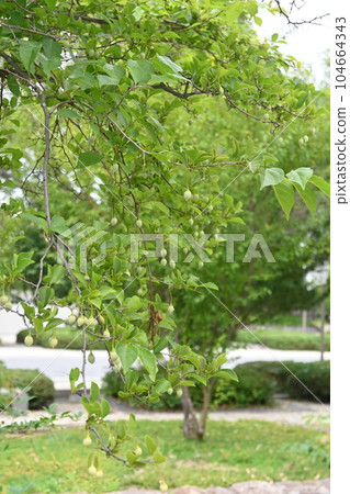 Styrax japonicum 104664343