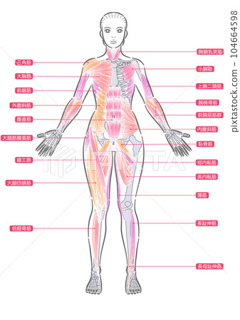 女性全身肌肉正面 104664598