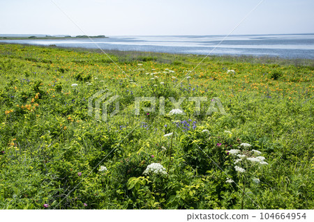 Notsuke Primeval Flower Garden 104664954