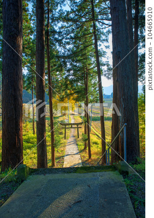 Shrine Forest Approach Isurugi Shrine Minamiuonuma City, Niigata Prefecture Shrine Forest Approach Isurugi Shrine Minamiuonuma City, Niigata Prefecture 104665010