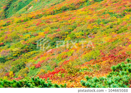 Mt. Kurikoma Climbing in Autumn (Central Course): God's Carpet Mt. Kurikoma Climbing in Autumn (Central Course): God's Carpet 104665088