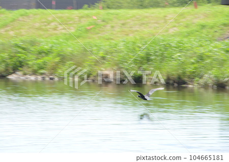 柳瀨川站 河鸕鶿逆流而上 104665181