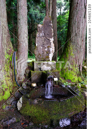 雷電大人水（苔蘚） 104665189