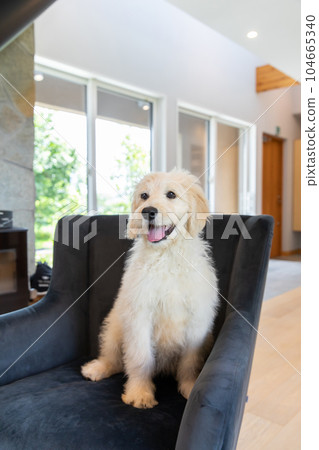 Labradoodle Labradoodle 104665340