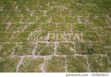 在Gojibari花園裡鋪上草坪 在Gojibari花園裡鋪上草坪 104665641