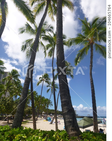 Hawaiian scenery 104665764