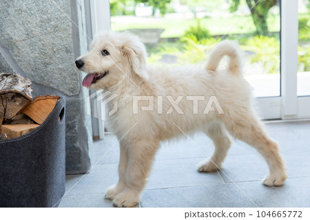 Labradoodle smelling firewood Labradoodle smelling firewood 104665772