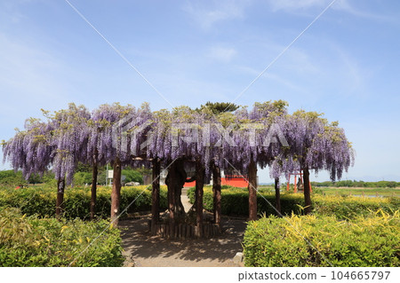 群馬縣大浦郡大浦町多多良沼的浮島弁財天的紫藤架 104665797