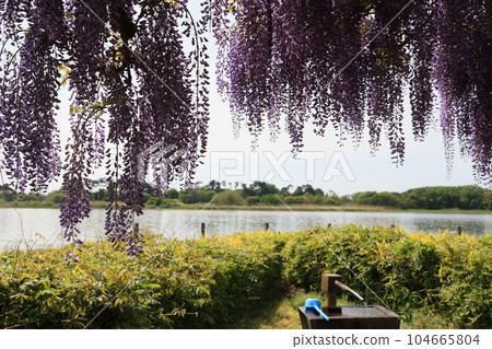 群馬縣大浦郡大浦町多多良沼的浮島弁財天的紫藤架 104665804