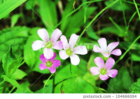 Purple oxalis blooming on the roadside 104666084