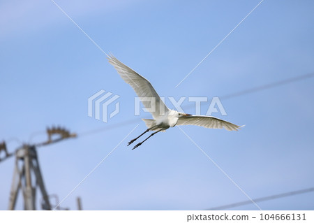 flying little egret 104666131