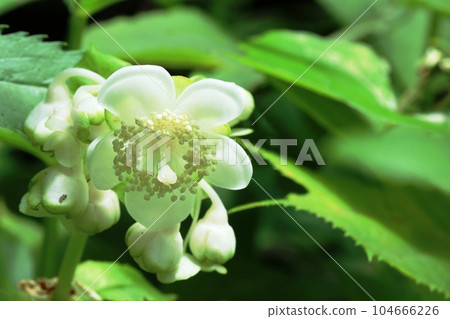 期待已久的桃金孃草(銀梅花)開始開花 期待已久的桃金孃草(銀梅花)開始開花 104666226