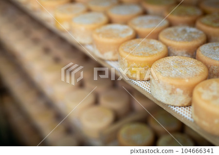 Matured cheese wheels on shelves in cheese dairy Matured cheese wheels on shelves in cheese dairy 104666341