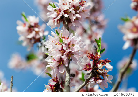 Flowering branch of an almond tree Flowering branch of an almond tree 104666375