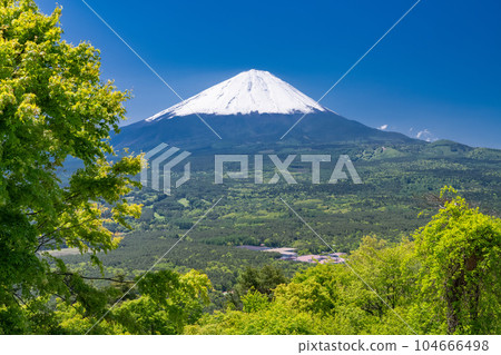《Yamanashi Prefecture》Mt.Fuji in early summer・Autumn leaves stand of fresh green 《Yamanashi Prefecture》Mt.Fuji in early summer・Autumn leaves stand of fresh green 104666498