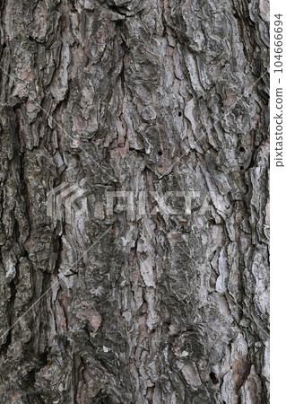 A close-up tree trunk 104666694