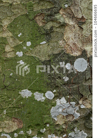 A close-up tree trunk A close-up tree trunk 104666695