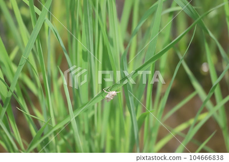 larvae shell on rice larvae shell on rice 104666838