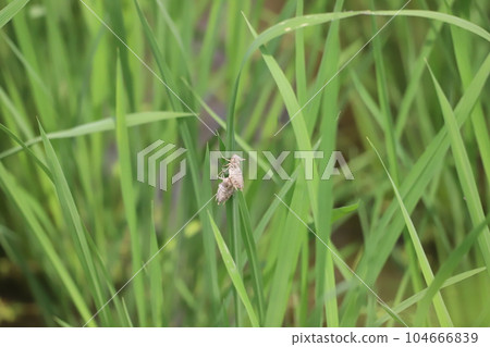 larvae shell on rice larvae shell on rice 104666839