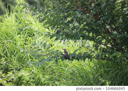 棕耳鵯棲息在樹枝上 104666845